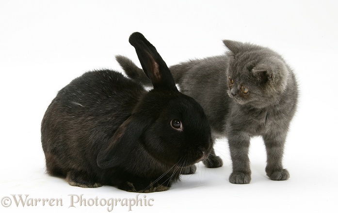 Black rabbit and grey kitten, white background
