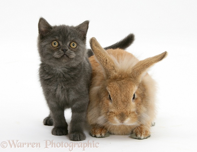 Grey kitten and sandy Lionhead rabbit, white background