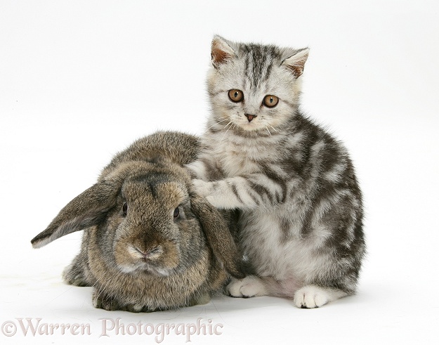 Silver tabby kitten and agouti Lop rabbit, white background