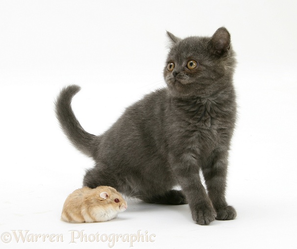Grey kitten meeting Dwarf Siberian Hamster, white background