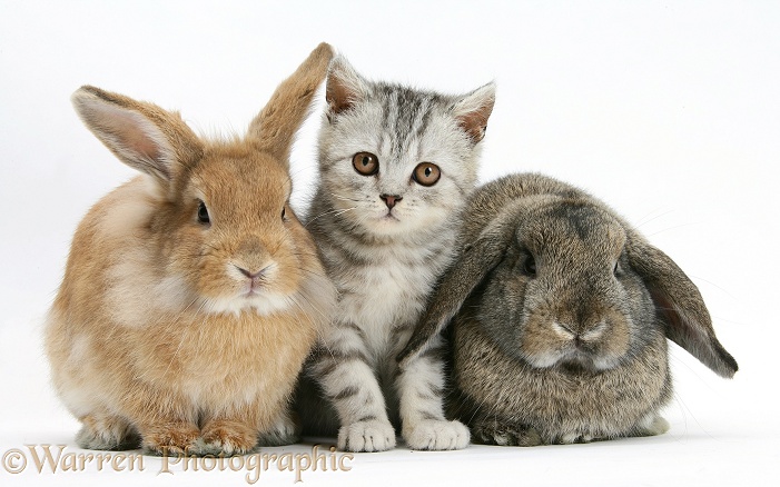 Silver tabby kitten with sandy Lionhead-cross and agouti Lop rabbits, white background