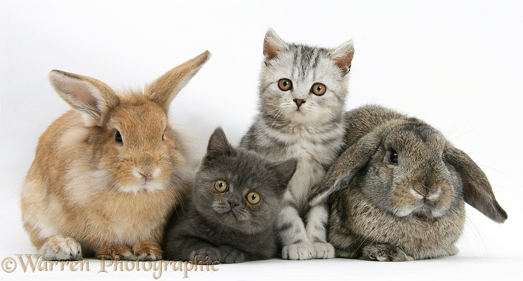Grey kitten and silver tabby kitten with sandy Lionhead-cross and agouti Lop rabbits, white background