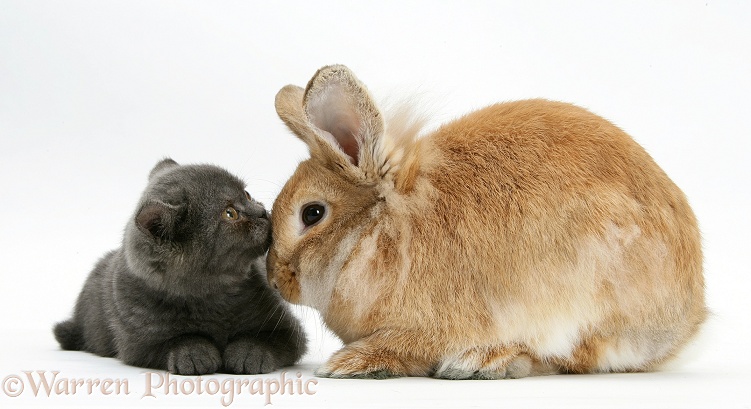 Grey kitten with sandy Lionhead-cross rabbit, white background