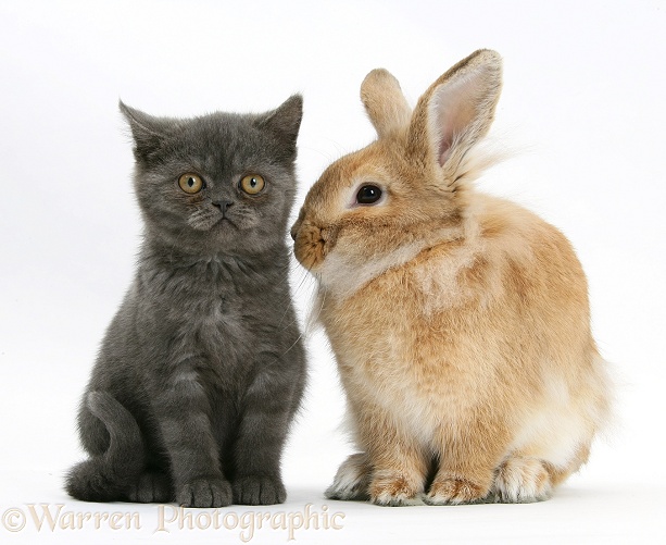 Grey kitten with sandy Lionhead-cross rabbit, white background