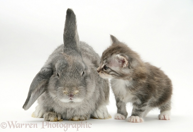 Tabby kitten with grey windmill-eared rabbit, white background