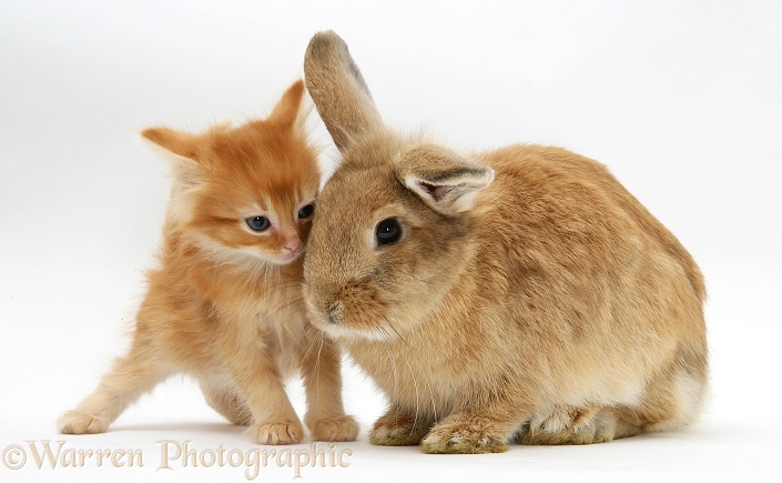 Ginger kitten with Lionhead-cross rabbit, white background