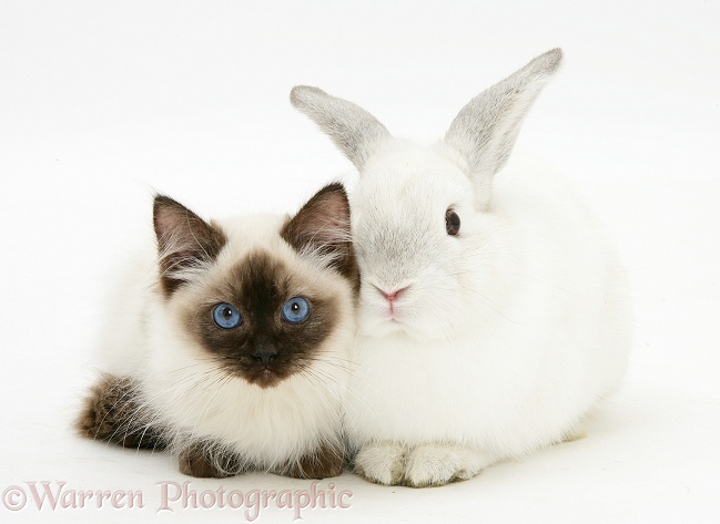 Ragdoll kitten, 12 weeks old, with white rabbit, white background