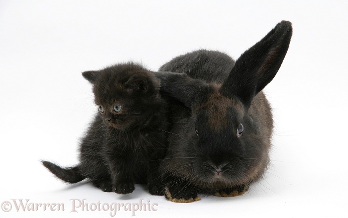 Black kitten and black rabbit, white background