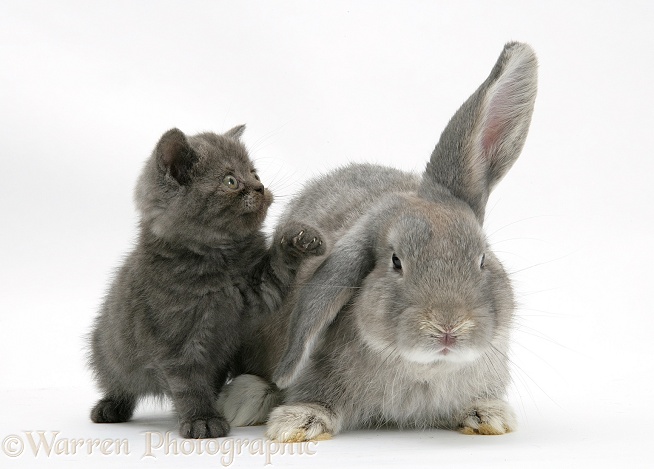 Grey kitten with grey windmill-eared rabbit, white background