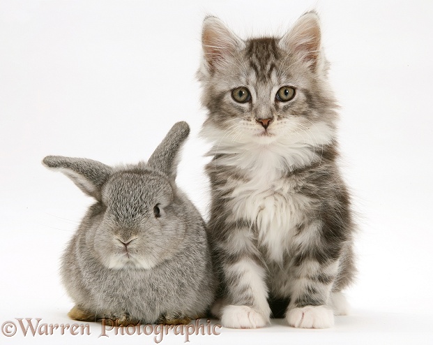Baby silver Lop rabbit with silver tabby Maine Coon kitten, white background