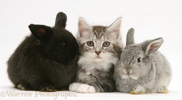 Baby Lop rabbits with silver tabby Maine Coon kitten, white background
