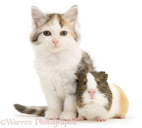Young agouti-and-white Guinea pig with silver tortoiseshell-and-white Maine Coon kitten, 8 weeks old, white background