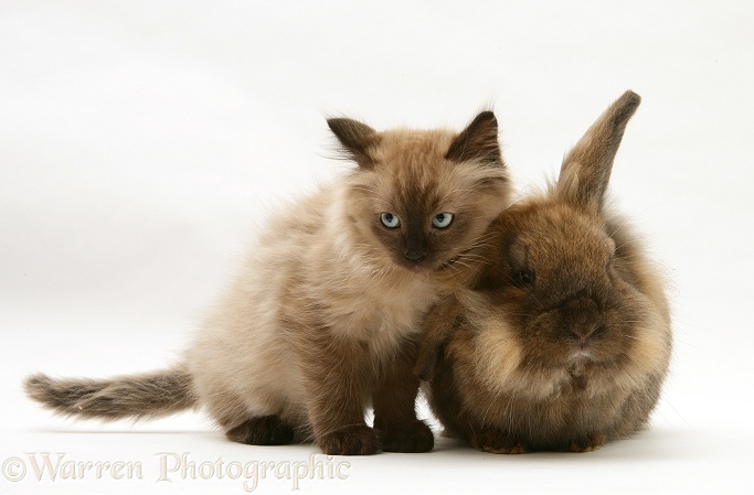 Chocolate Birman-cross kitten with chocolate Dwarf Lionhead rabbit, white background