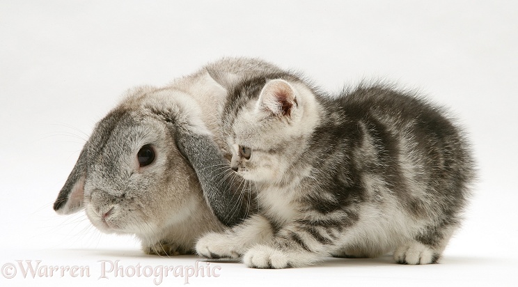 Silver tabby kitten with silver agouti Lop rabbit, white background