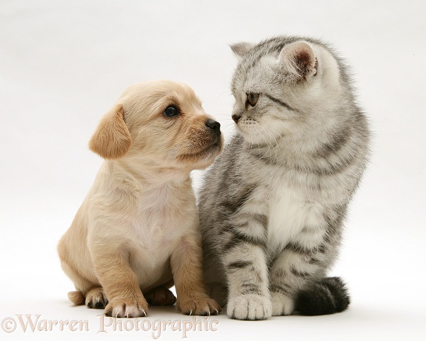 Westie x Cavalier pup and silver tabby kitten, white background