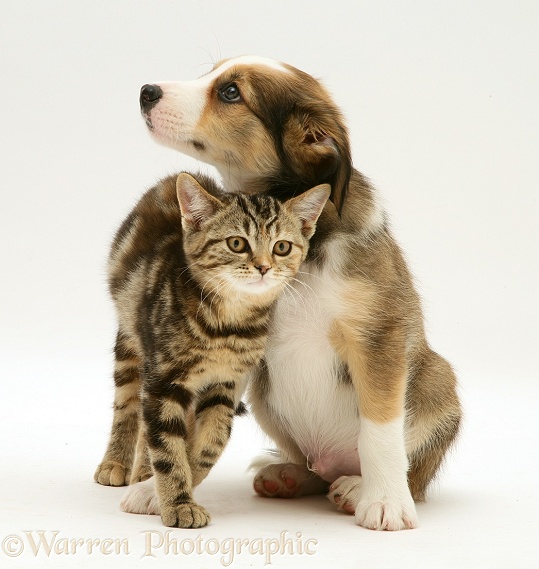 British Shorthair brown tabby kitten with Sable Border Collie pup, white background