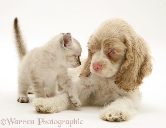 Lilac tabby-point Birman-cross kitten and lilac-and-white American Cocker Spaniel pup, Isabella, white background