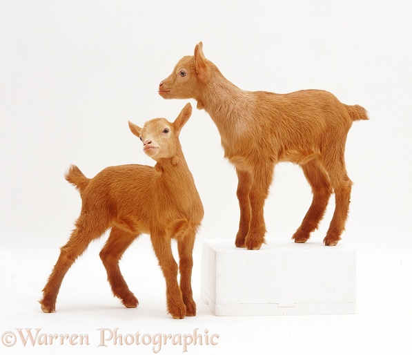 Pygmy x Golden Guernsey goat kids, white background