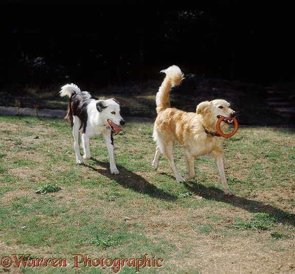 Retriever-cross, Solo, and Border Collie, Patch, playing with a coit
