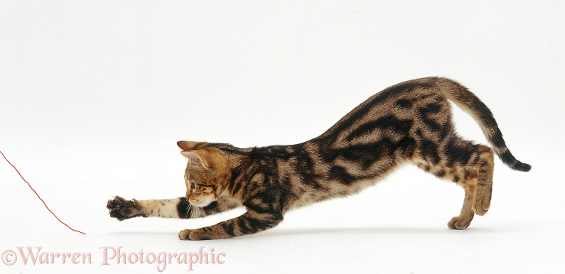 Tabby cat chasing a piece of string, white background