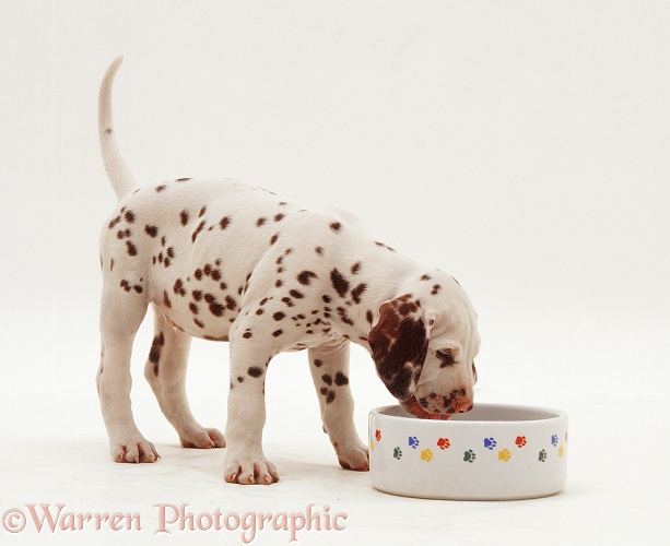 Dalmatian pup, 7 weeks old, drinking from a bowl, white background