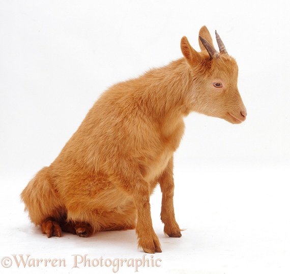 Young Pygmy x Golden Guernsey goat, white background