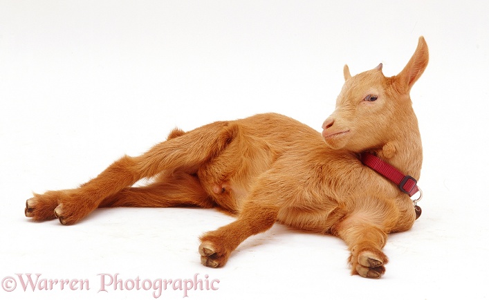 Pygmy x Golden Guernsey goat kid, lying with head up, white background