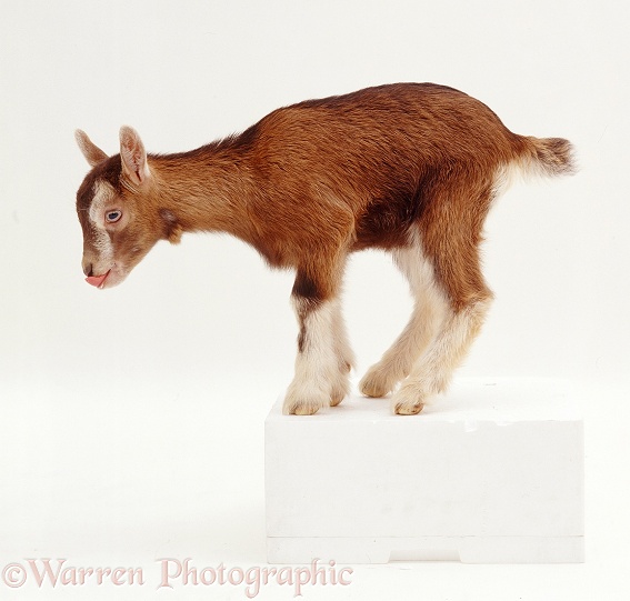 Pygmy x Toggenburg goat kid, white background