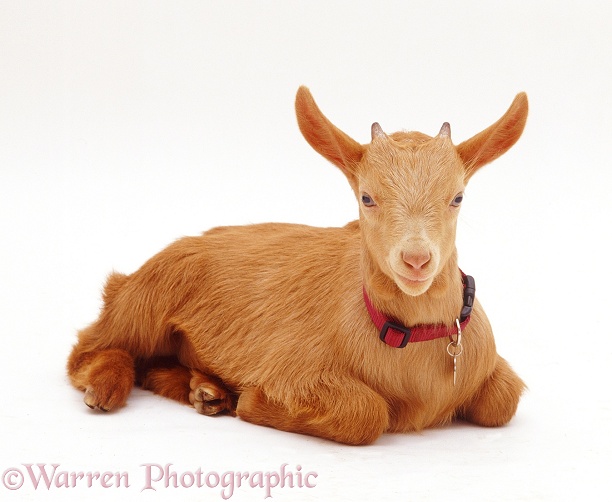 Pygmy x Golden Guernsey female goat kid, lying with head up, white background