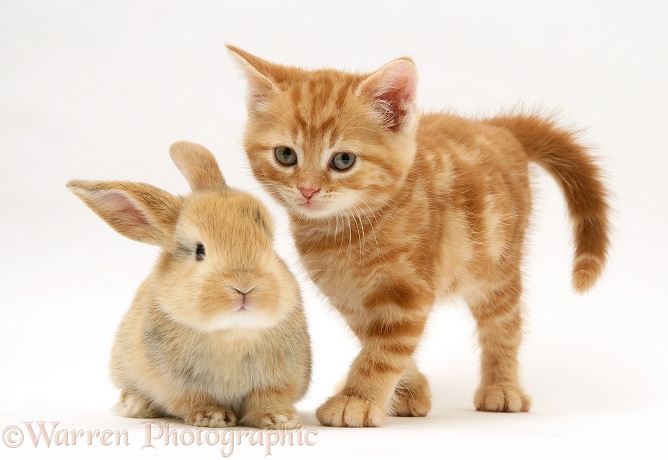 Red tabby British Shorthair kitten and baby sandy Lop rabbit, white background