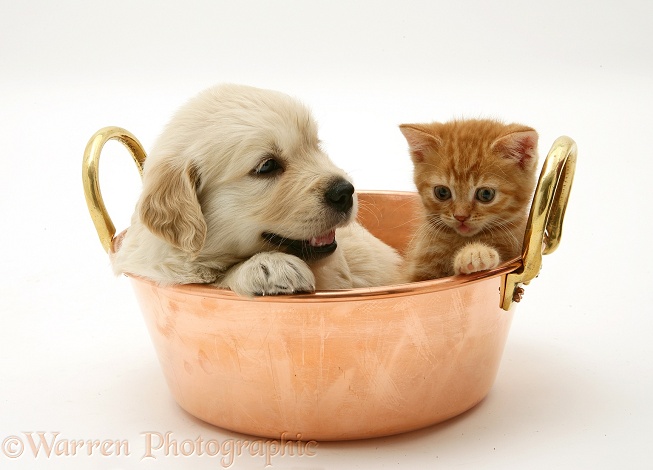 Golden Retriever pup and red spotted British Shorthair kitten in a copper pan, white background