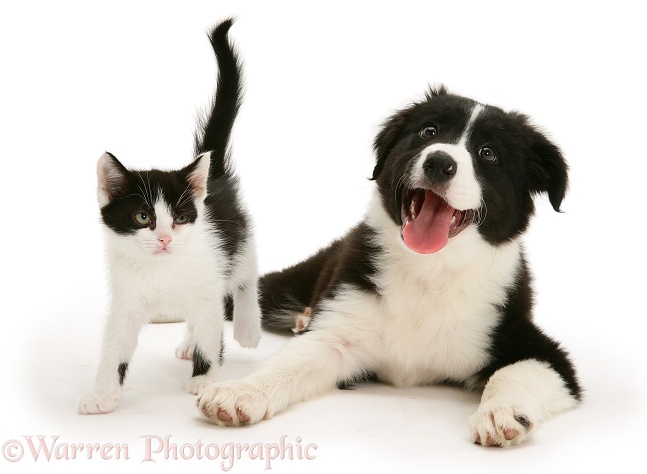 Black-and-white Border Collie pup, Pepper, with black-and-white kitten, white background