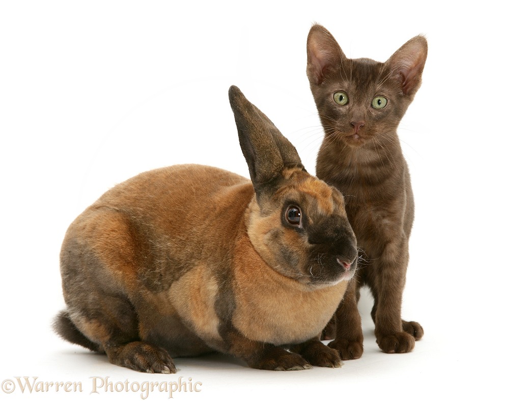 Brown Burmese-cross kitten with Rex rabbit, white background
