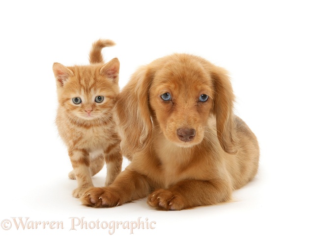 Cream Dapple Miniature Long-haired Dachshund pup with British Shorthair red tabby kitten, white background