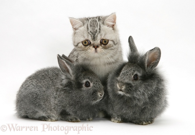 Blue-silver Exotic Shorthair kitten with baby silver Lionhead rabbits, white background
