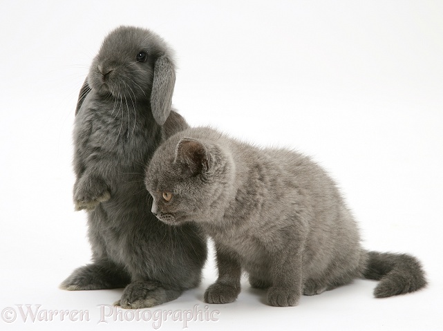 Grey kitten and grey rabbit, white background