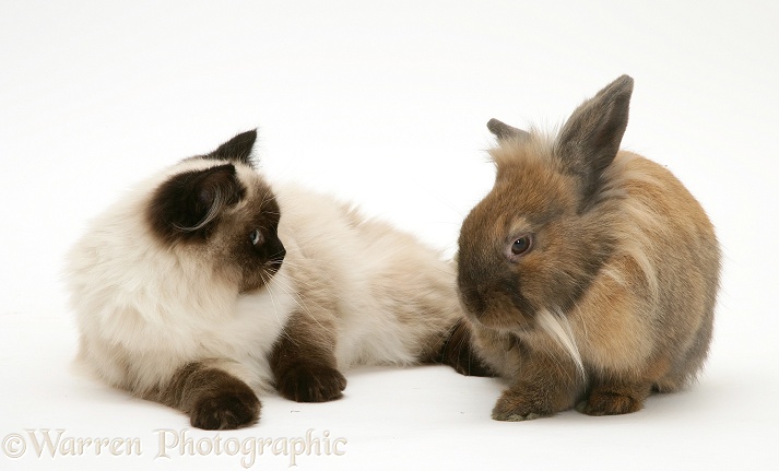 Young Birman-cross cat and Dwarf Lionhead x Lop rabbit, white background