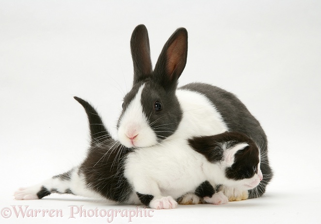 Black-and-white kitten with grey-and-white Dutch rabbit, white background