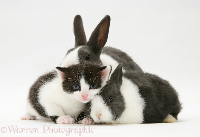 Black-and-white kitten with grey-and-white Dutch rabbits, white background