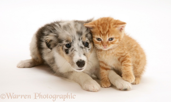 Sheltie pup and ginger kitten, white background