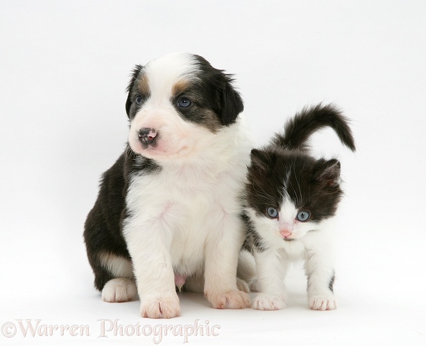 Black-and-white kitten and tricolour Border Collie pup, white background