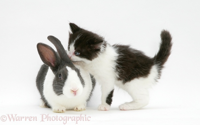 Black-and-white Nancy kitten with Dutch rabbit, white background