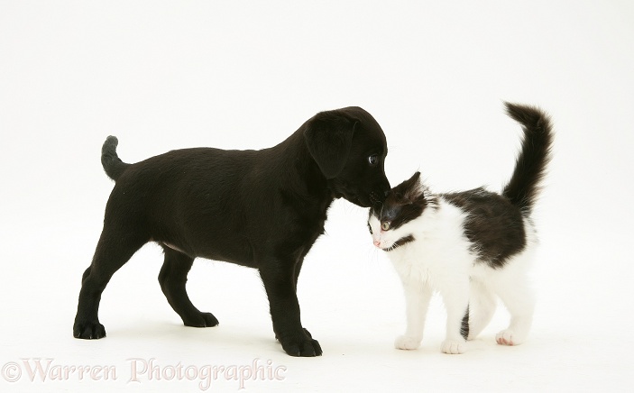 Black Labrador Retriever pup, 8 weeks old, with black-and-white kitten, white background