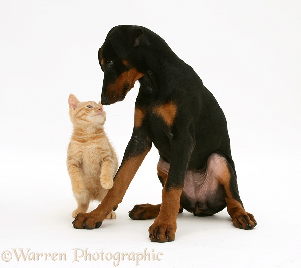 Doberman Pinscher pup meets a ginger kitten, white background