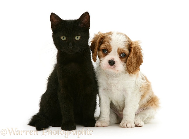 Cavalier King Charles Spaniel pup with a black cat, white background