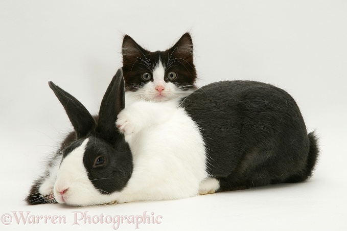 Black Dutch rabbit with black-and-white kitten, Felix, white background