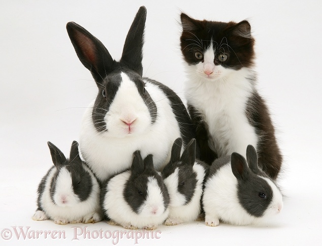 Black Dutch rabbit with with its babies and black-and-white kitten, Felix, white background