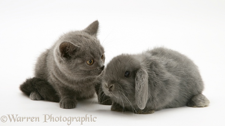 Grey kitten and grey rabbit, white background