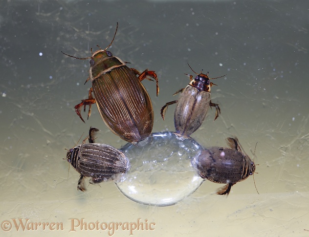 Water Beetles (Dytiscus marginalis) and (Acilius sulcatus) clustered around an air bubble trapped beneath the ice of a frozen pond