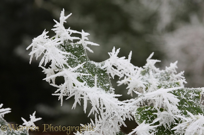 Freezing fog frost crystals on holly leaves